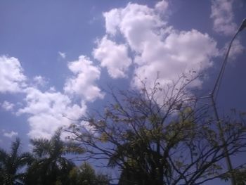 Low angle view of trees against sky