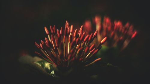 Close-up of red flower