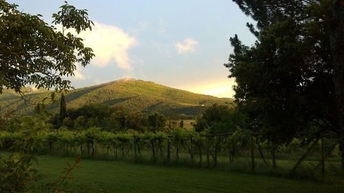 Scenic view of grassy field against sky