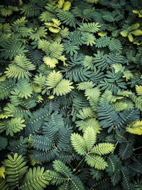 Full frame shot of green tone flowering plants