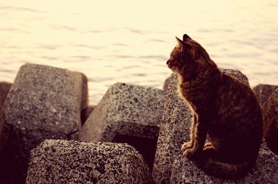 Close-up of cat by sea against sky