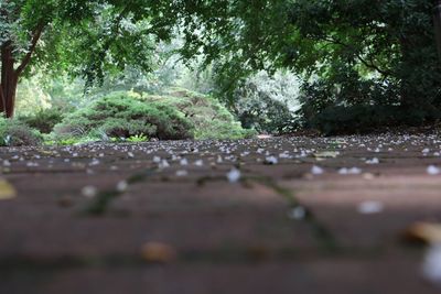 Surface level of plants