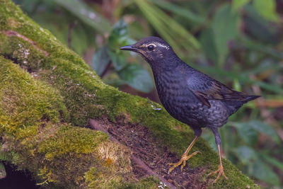 Close-up of bird perching on plant