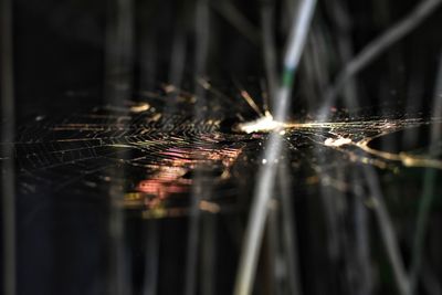Close-up of spider web