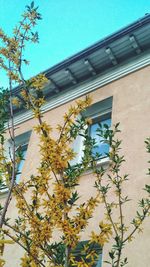 Low angle view of flowering tree by building against sky