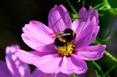 Close-up of bee pollinating on purple flower