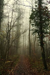 Trees in forest during autumn