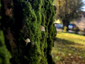 Close-up of moss growing on tree trunk