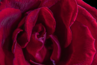 Close-up of red rose