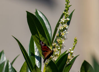 Close-up of butterfly on plant