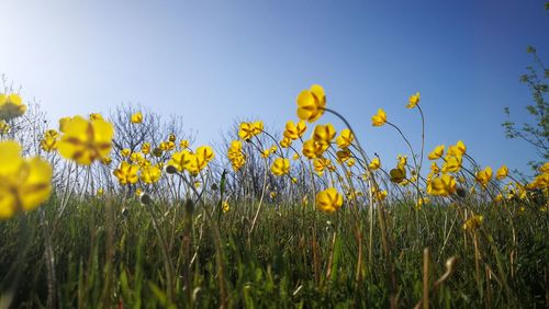 Yellow flowering plants on field against clear sky