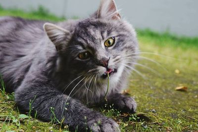 Portrait of cat sitting on grass