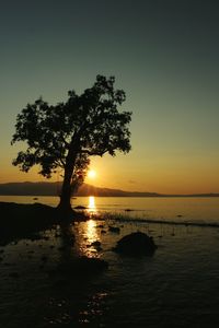 Silhouette tree by sea against orange sky