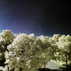 Low angle view of snow covered trees