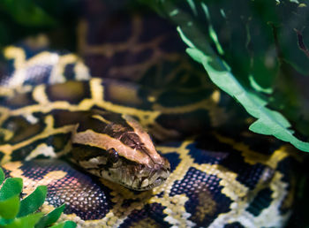 Close-up of a lizard