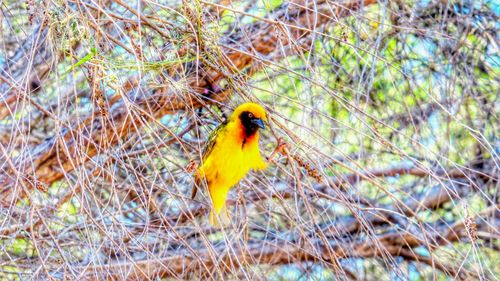 Bird perching on tree trunk