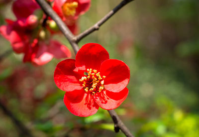 Close-up of red flower blooming outdoors