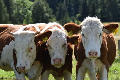 Cows in a field