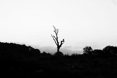 Silhouette of trees in forest against clear sky