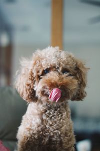 Close-up of dog sticking out tongue