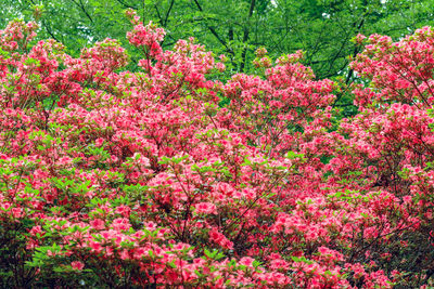 Full frame of pink flowering plants