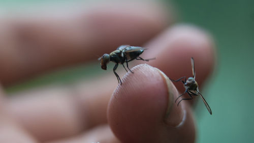 Close-up of insect on hand