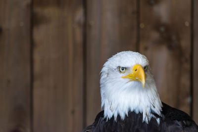 Close-up of eagle perching outdoors