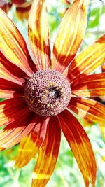 Close-up of flower