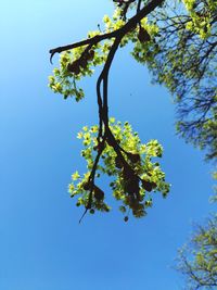 Low angle view of flowering tree against blue sky