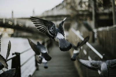 Close-up of birds flying over water