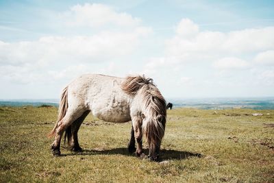 Horse grazing on field against cloudy sky