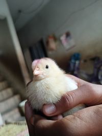 Close-up of a hand holding bird