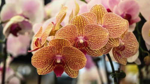 Close up bueatiful orchid flower, moth orchid, phalaenopsis baldan's kaleidoscope, golden treasure,.
