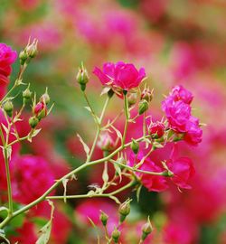 Close-up of pink flowering plant