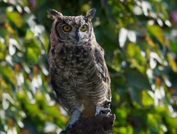 Portrait of owl perching on branch