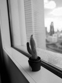 Close-up of window