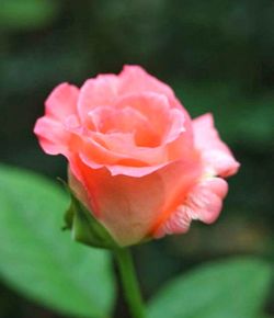 Close-up of peony blooming outdoors