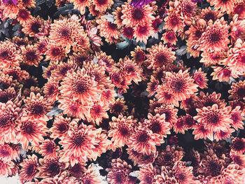 Purple flowers, top view of bunch of orange chrysanthemums blooming in garden.