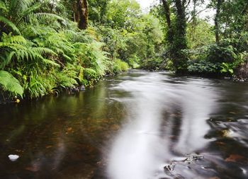 River flowing through forest