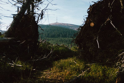 Plants growing on land against sky