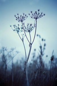 Close-up of snow on plant against sky