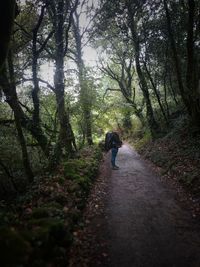 Rear view of person walking on footpath in forest