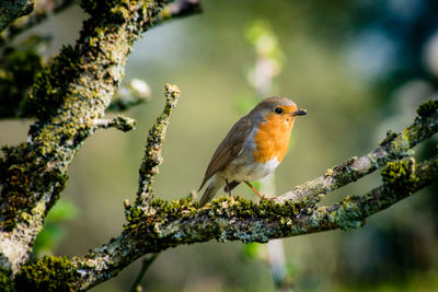 Close-up of a bird robin perching on branch