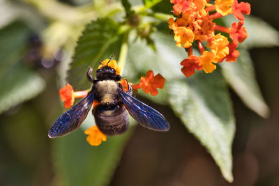 Close-up of bee pollinating on flower