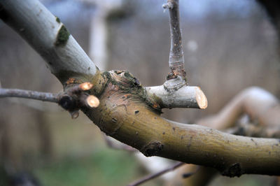 Close-up of lizard on branch