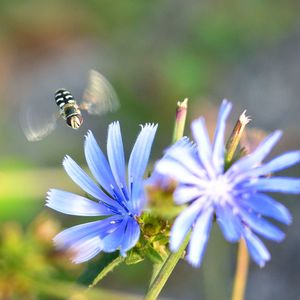 Close-up of bee pollinating on flower