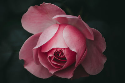 Close-up of pink rose