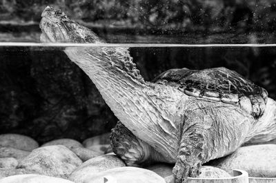 Close-up of lizard in water