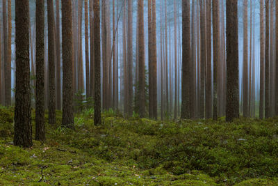 Pine trees in forest