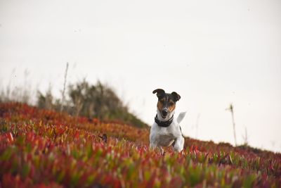 Dog looking away on field